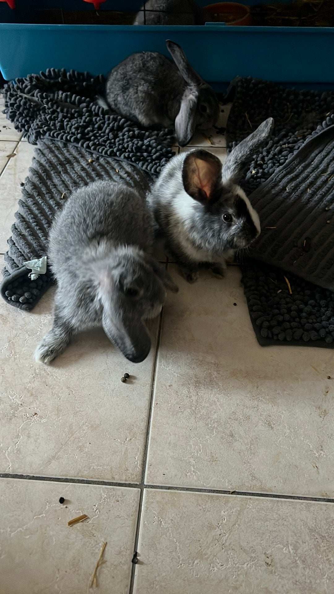 Te koop konijnen, Dieren en Toebehoren, Konijnen, Meerdere dieren, Klein, Hangoor, 0 tot 2 jaar