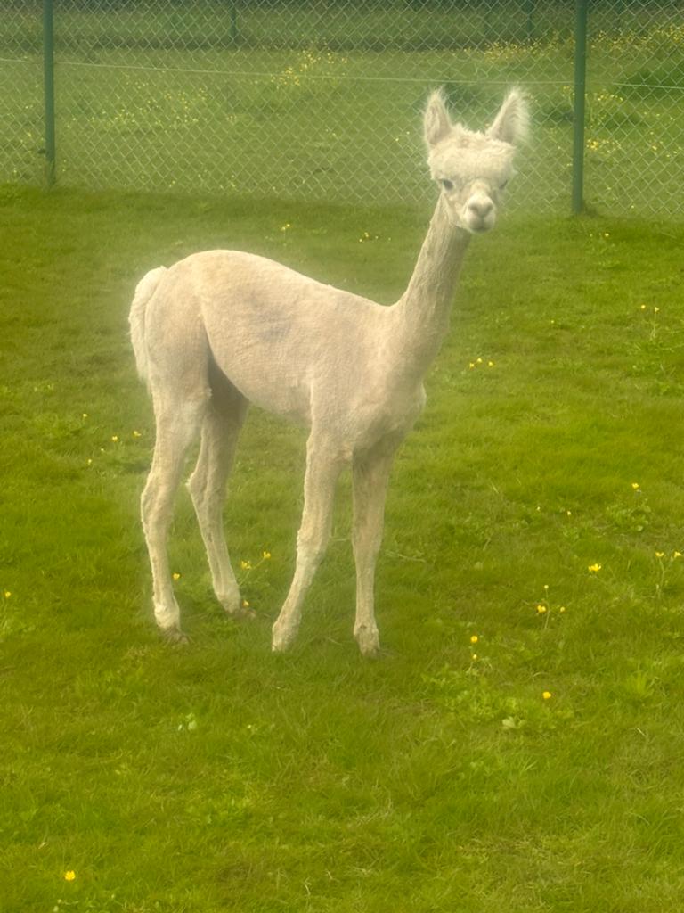 Alpaca hengst wit, Dieren en Toebehoren, Overige Dieren, Augustus, Mannelijk