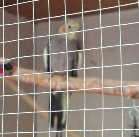 jonge valkparkiet (man), Dieren en Toebehoren, Vogels | Parkieten en Papegaaien, Mannelijk