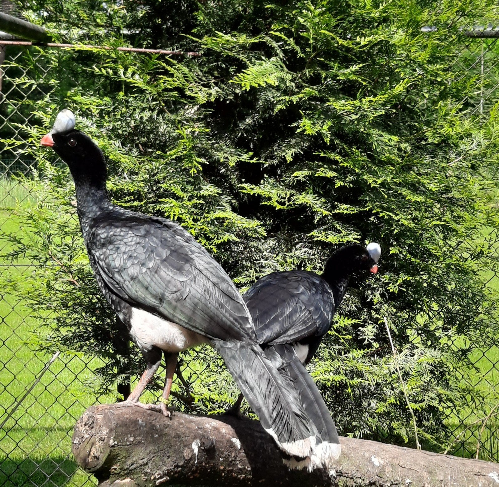 trio noordelijke helmhokko, Dieren en Toebehoren