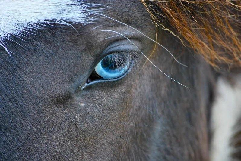 GEZOCHT mini paard hengsten veulen  blauw of groen/oker ogen, Dieren en Toebehoren, Hengst, Met stamboom