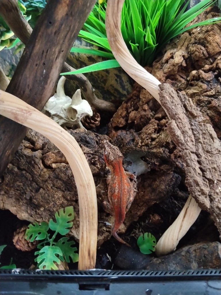 Mannelijke Gargoyle Gecko (8 maanden) + terrarium 45x45x60, Lézard, Avec terrarium, 0 à 2 ans