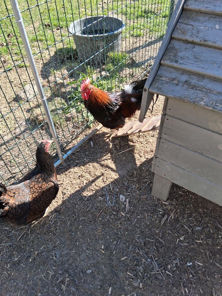 broedeieren dubbelgezoomde barnevelder, Dieren en Toebehoren, Geslacht onbekend, Kip