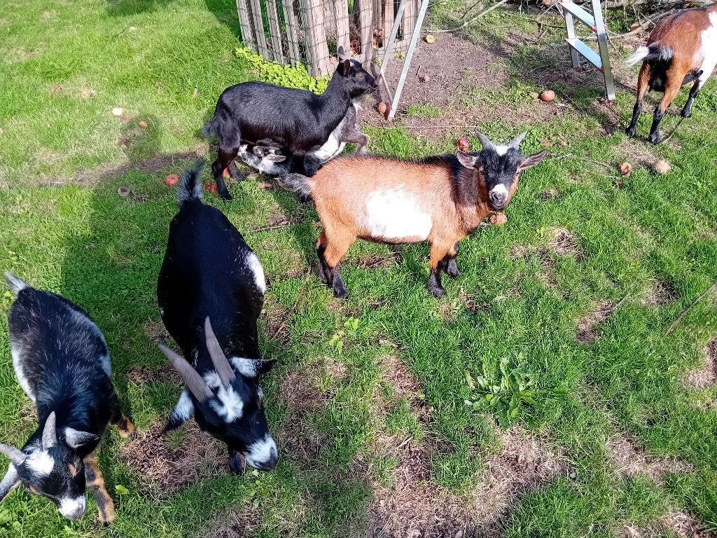 Geiten, Dieren en Toebehoren, Mannelijk, Geit, 0 tot 2 jaar