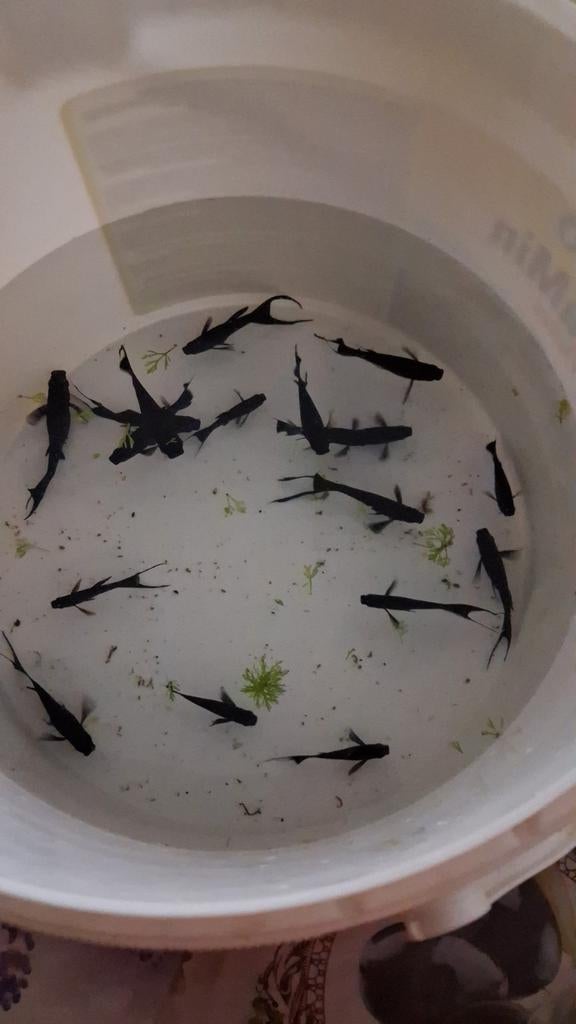Ik verkoop Black Molly
10 voor 8 euro omdat ik er te veel he, Dieren en Toebehoren, Vissen | Aquariumvissen