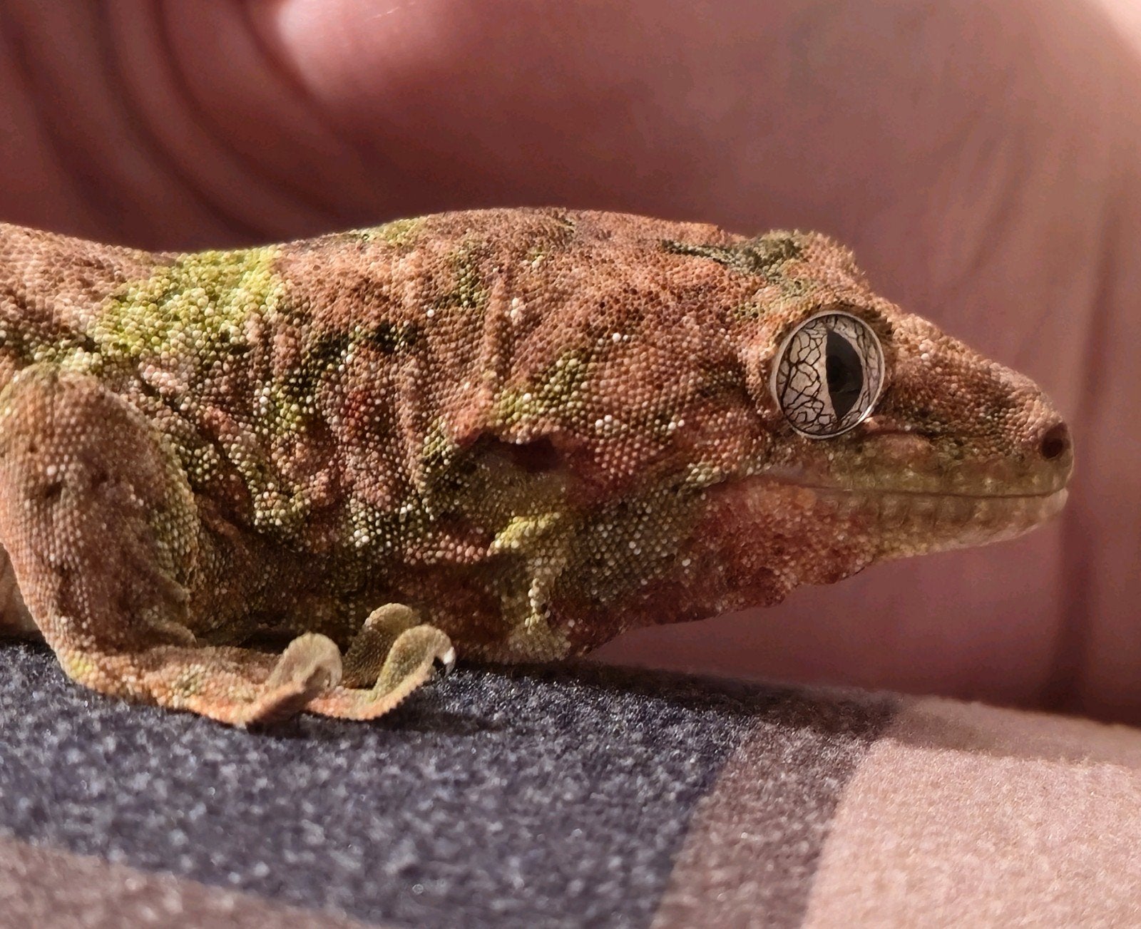 Gecko de Chahoua, Pine Island, mâle, Animaux & Accessoires, Reptiles & Amphibiens, Lézard, 3 à 6 ans