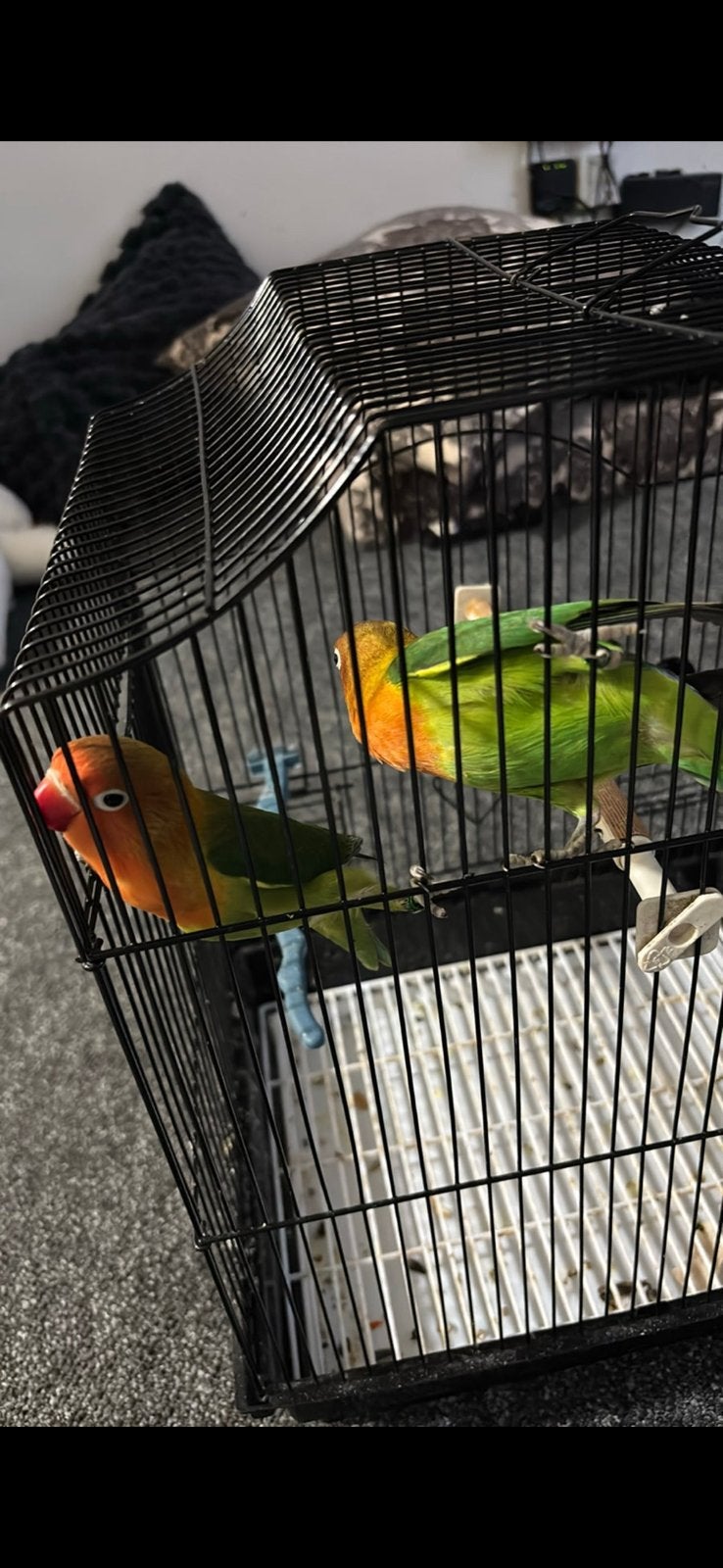 Couple ficher a vandre, Animaux & Accessoires