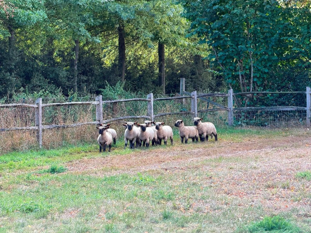 Raszuivere Hampshire Down lammeren, Dieren en Toebehoren, Schapen, Geiten en Varkens, Meerdere dieren, Schaap, 0 tot 2 jaar