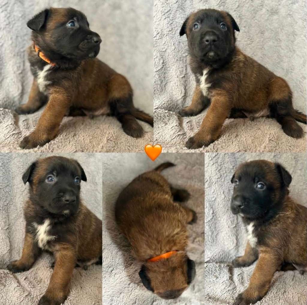 Mechelse herder pups met NVBK stamboom !!!., Dieren en Toebehoren, Honden | Herdershonden en Veedrijvers, Parvo, België, Fokker | Hobbymatig