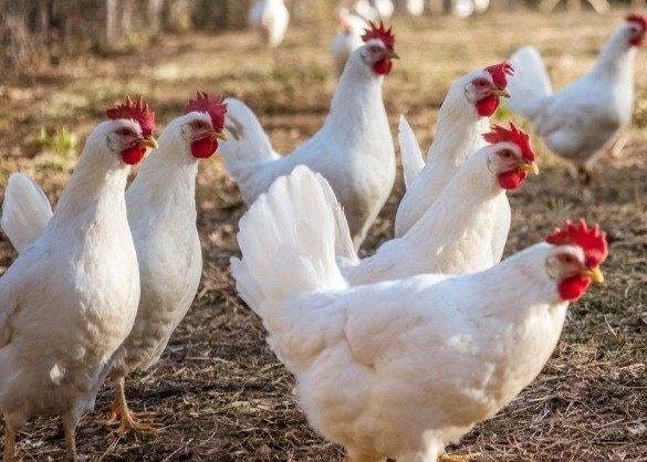witte leghorns