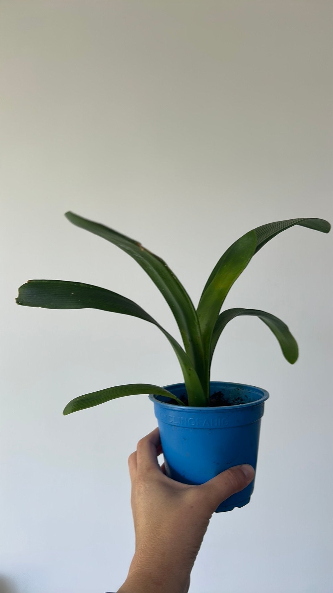 Clivia / Sint-Jozefplant, Huis en Inrichting, Kamerplanten, Ophalen