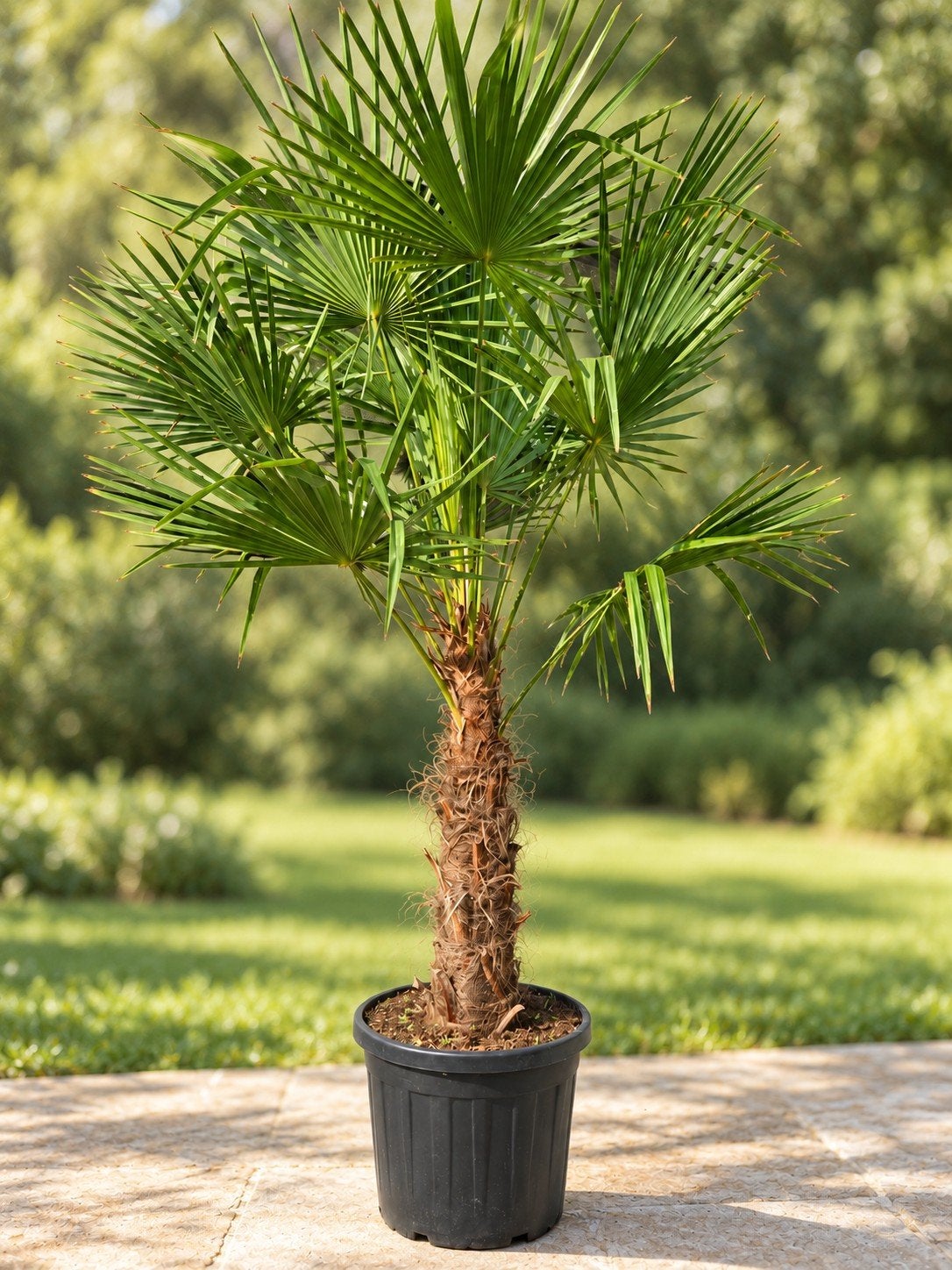 Winterharde palmboom Trachycarpus Fortunei, Tuin en Terras, Ophalen, Palmboom