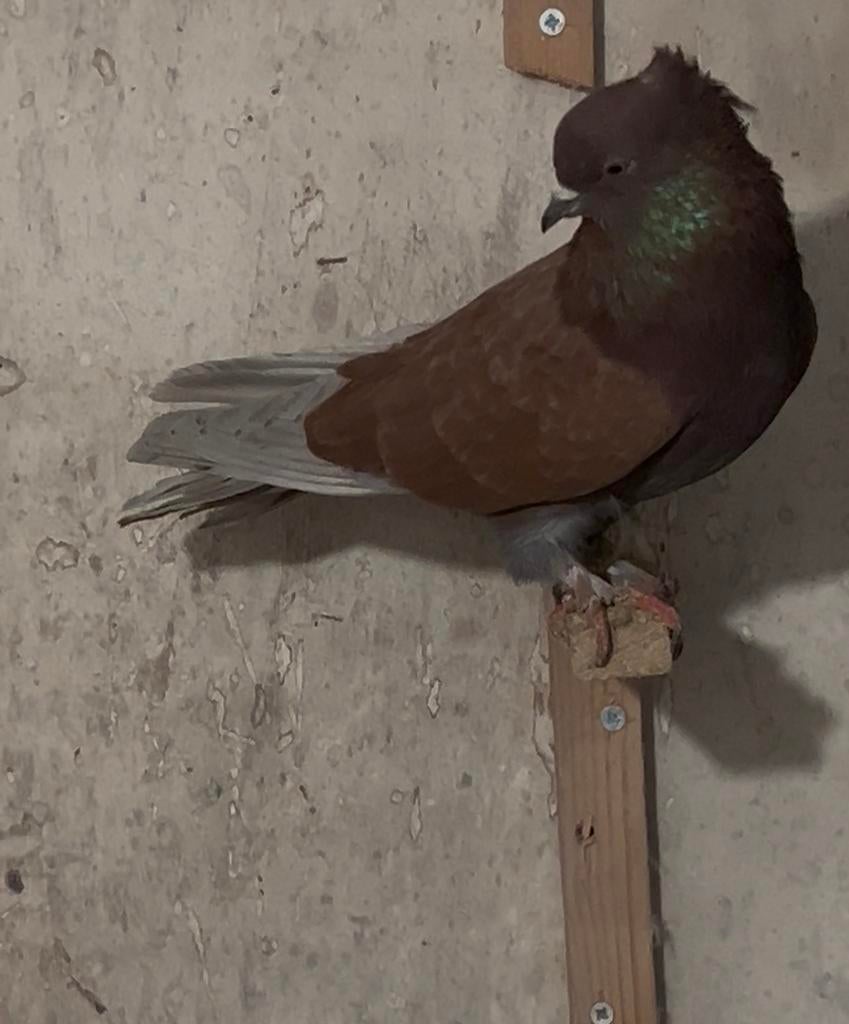 Iraanse duif 60€, Dieren en Toebehoren