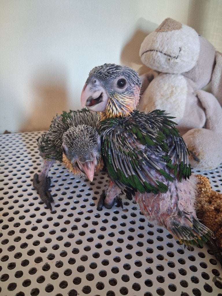 Super handtamme zwartkop caique's, Dieren en Toebehoren, Geslacht onbekend, Papegaai, Tam