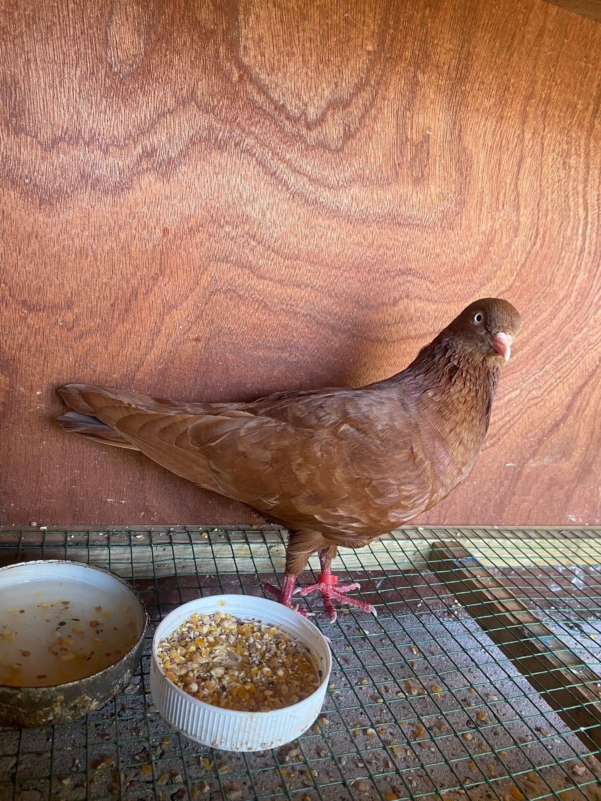 GEZOCHT Belgische tuimelaaar man, Dieren en Toebehoren, Vogels | Duiven, Mannelijk, Tuimelaar of Roller