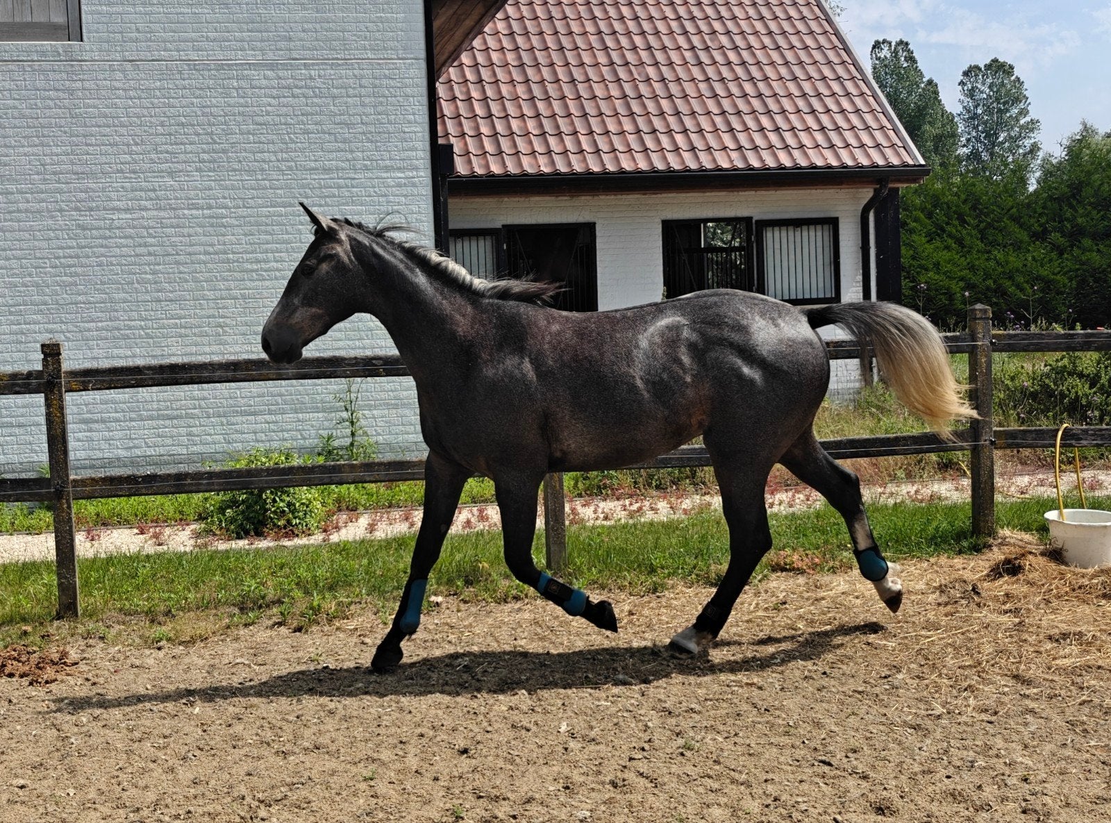 3 jarige lieve Ruin, Animaux & Accessoires, Chevaux, Hongre, Débourré, Avec pedigree, 160 à 165 cm