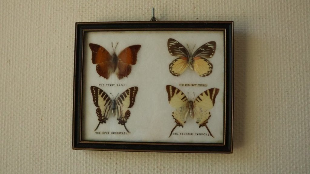 Taxidermie opgezette vlinders, Verzamelen, Ophalen of Verzenden, Gebruikt, Insect, Opgezet dier