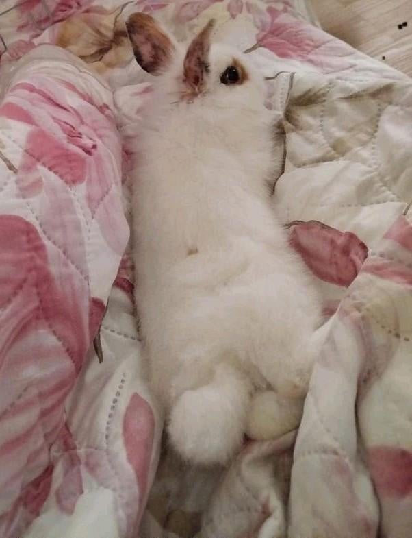 Bébé lapin 3 mois, Animaux & Accessoires, Femelle, Nain, 0 à 2 ans