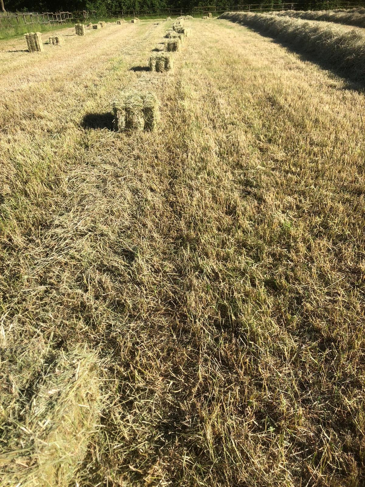Mooie hooipakken, zuiver hooi, zo’n 200, Dieren en Toebehoren, Paarden