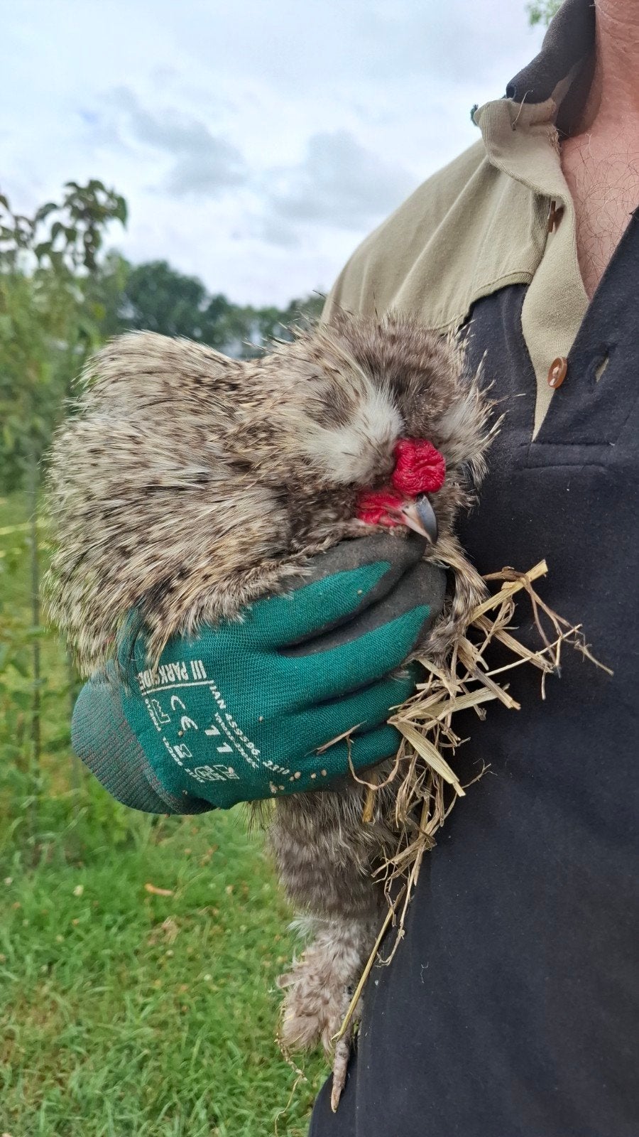 Gratis zijdehaantje, ongeveer 2 jaar., Dieren en Toebehoren, Pluimvee