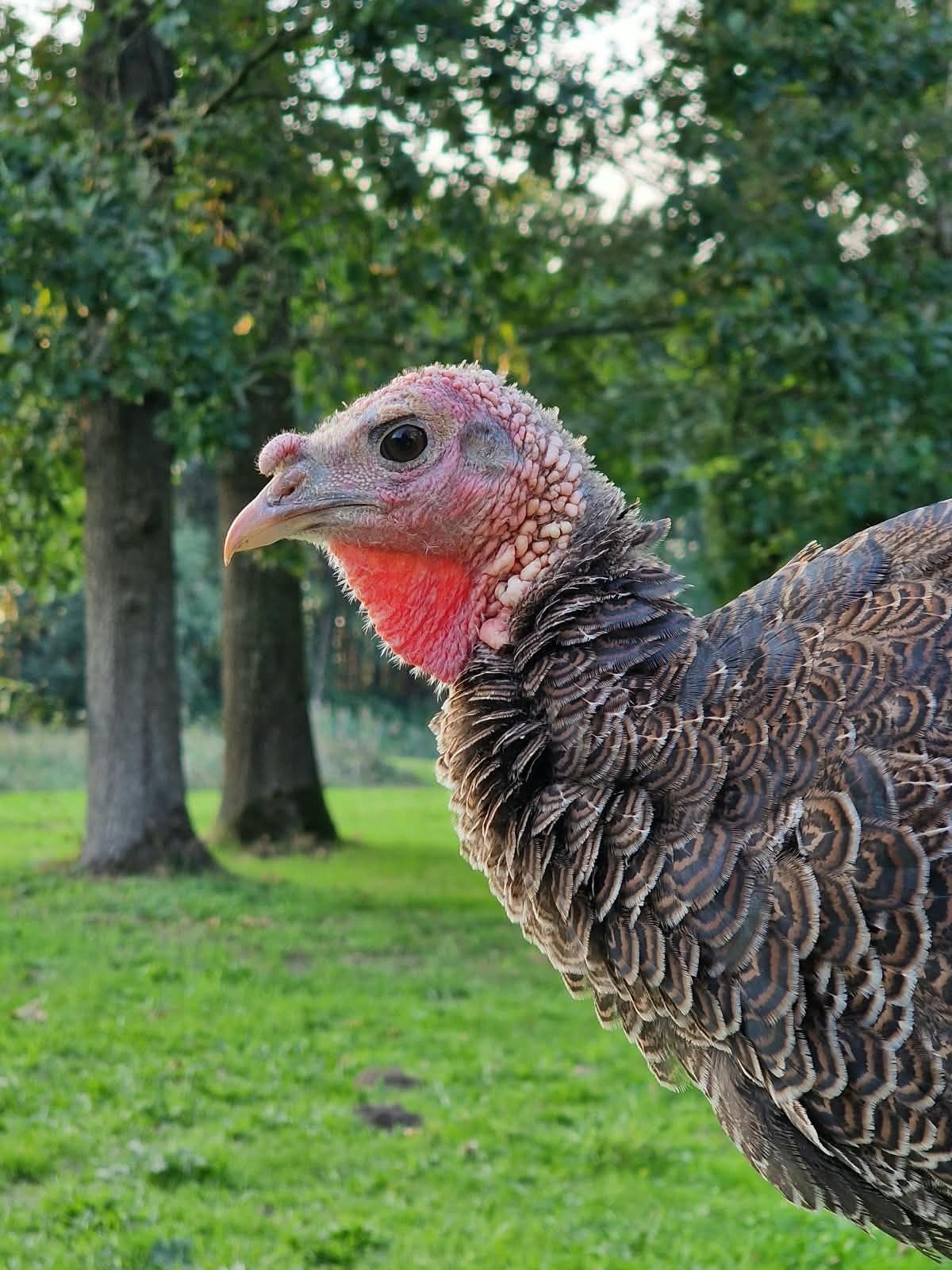 Kalkoen poults