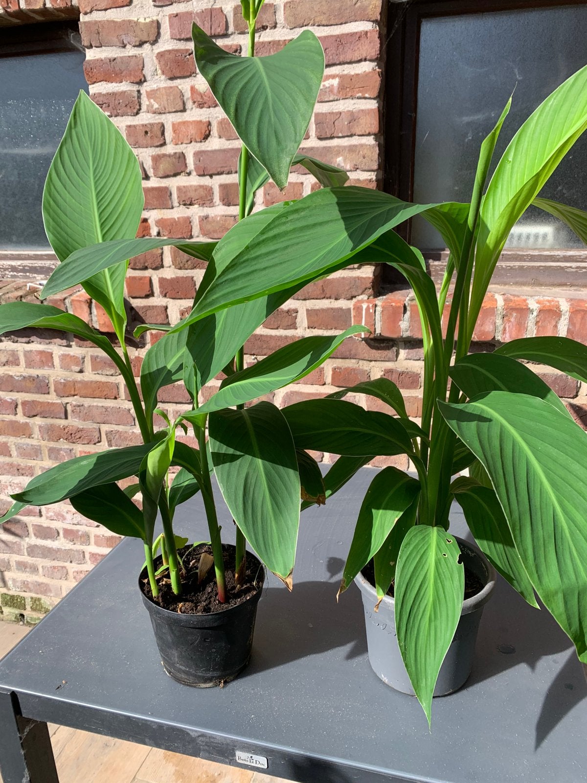 Canna ( mooie planten), Tuin en Terras, Ophalen, Zomer
