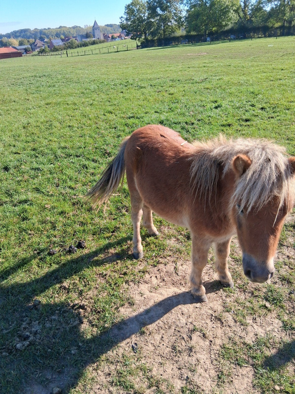 braaf hengstje, Dieren en Toebehoren