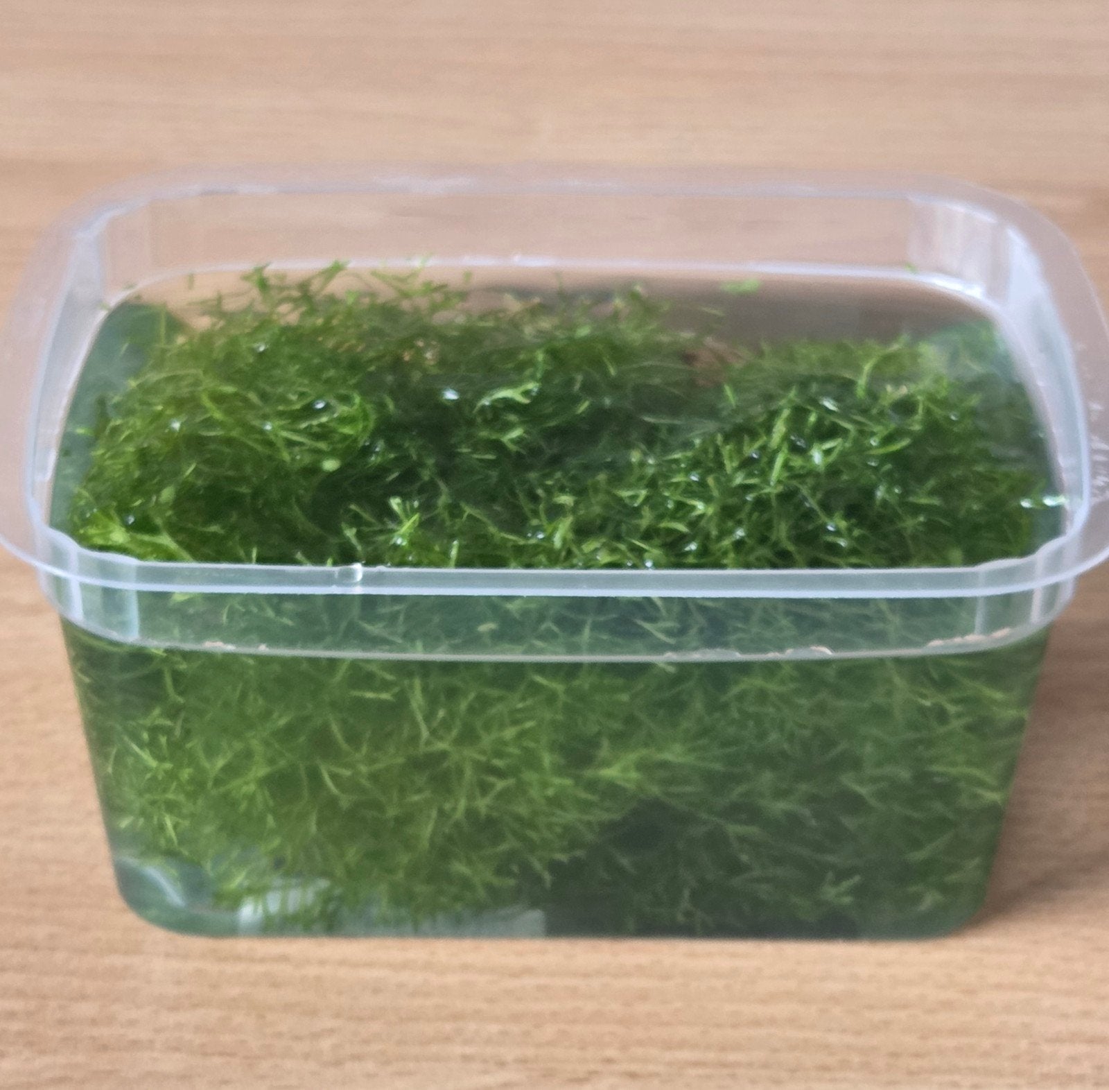 Riccia Fluitans (drijfplant), Dieren en Toebehoren, Reptielen en Amfibieën, Overige soorten