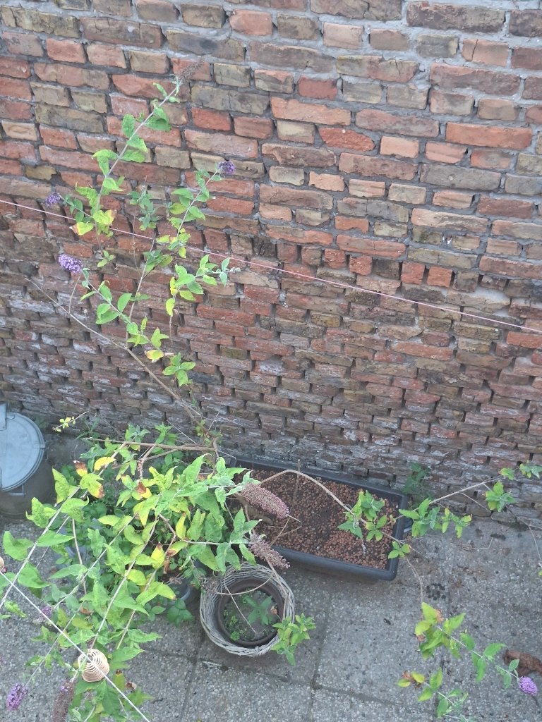 Vlinderstruik, Tuin en Terras, Planten | Tuinplanten, Ophalen, Vaste plant