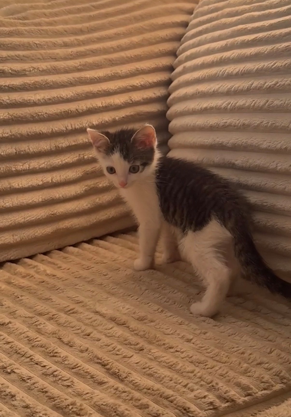 Kitten 9 weken, Chatte ou Chat, 0 à 2 ans