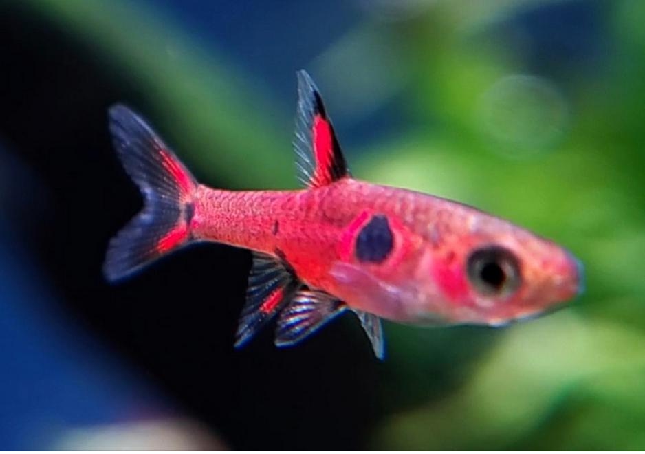 Strawberry / Aardbei Rasbora Nano Veilig met garnalen, Dieren en Toebehoren, Vis, Zoetwatervis, Schoolvis