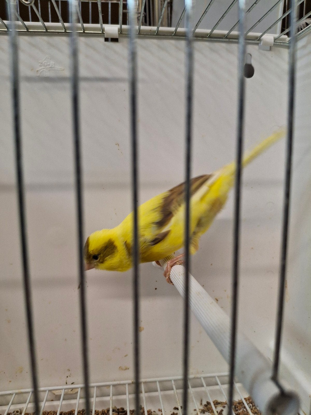 kanarie, Dieren en Toebehoren