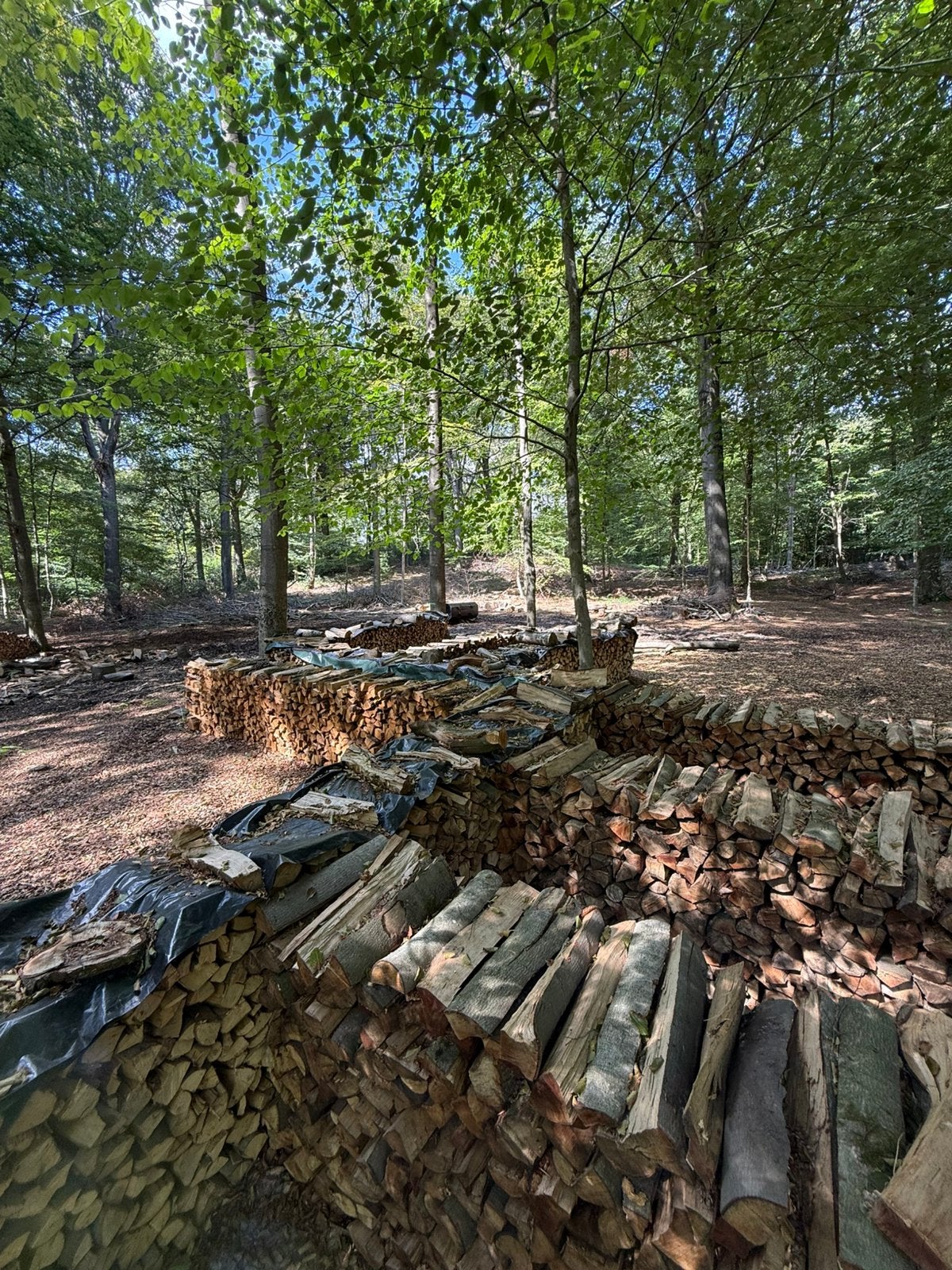 Bois de chauffage dur, 6 m³ ou plus, Enlèvement ou Envoi, Hêtre, Bûches