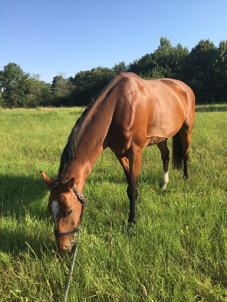 Halve stal gezocht voor 16-jarige merrie, Dieren en Toebehoren, Paarden, Merrie, Springpaard, Met stamboom, Niet van toepassing