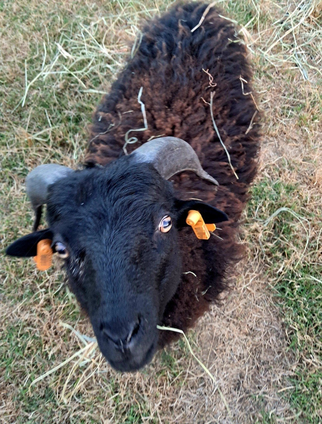 Ouessant ram lam 2026, Dieren en Toebehoren, Schapen, Geiten en Varkens