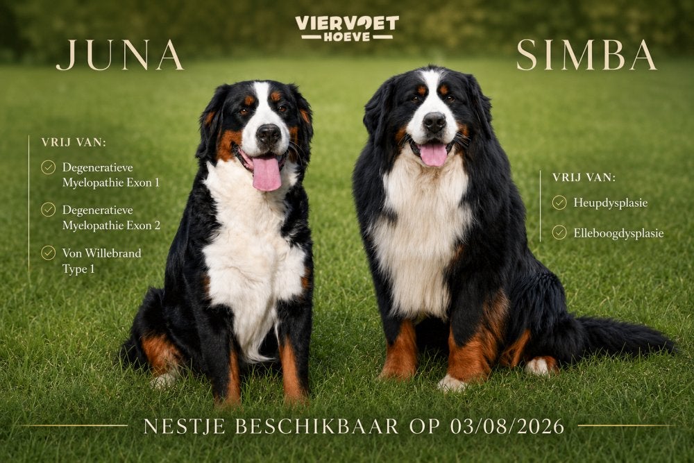Chiots Bouvier Bernois à vendre - Les parents sont présents