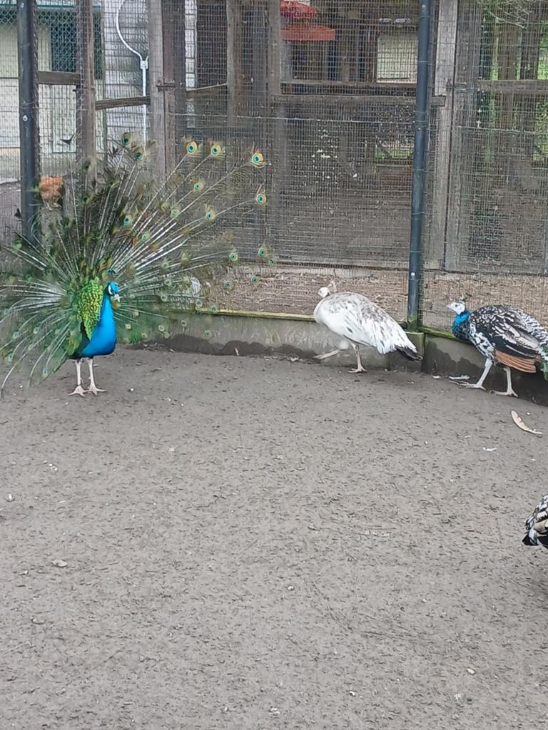 Verse broedeieren van zwartvleugel pauwen, Plusieurs animaux, Autres espèces