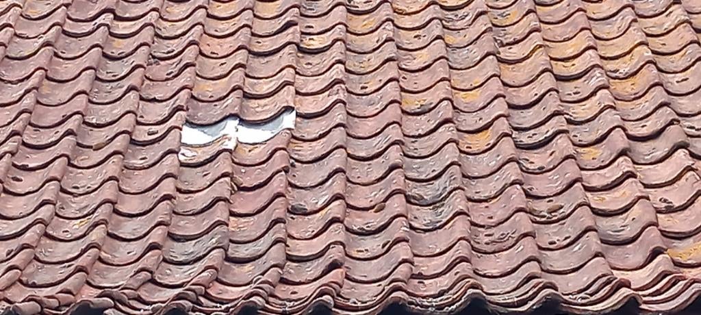 boomse dakpannen, Doe-het-zelf en Bouw, Ophalen, Dakpannen