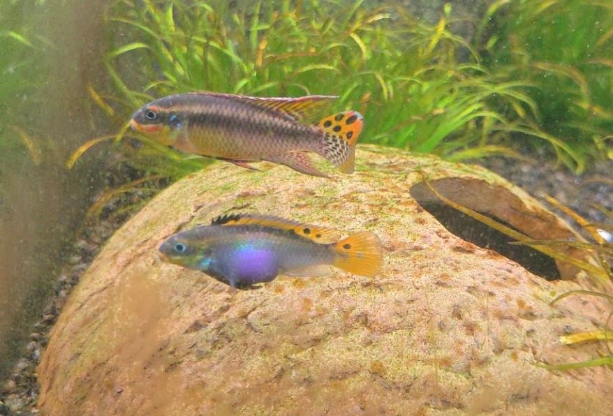Kersenbuik ciclide, Dieren en Toebehoren, Vissen | Aquariumvissen