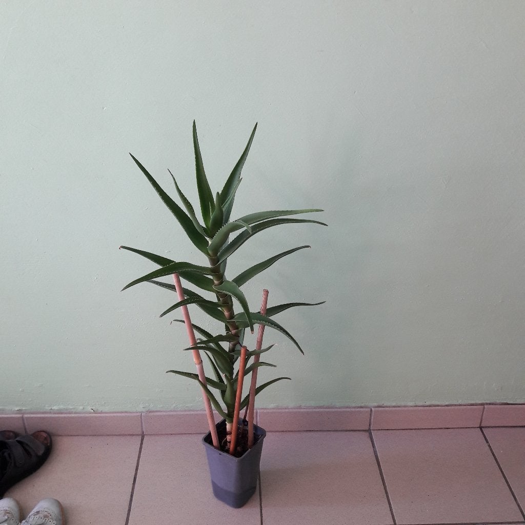 Aloe vera plant, Maison & Meubles, Enlèvement, En pot
