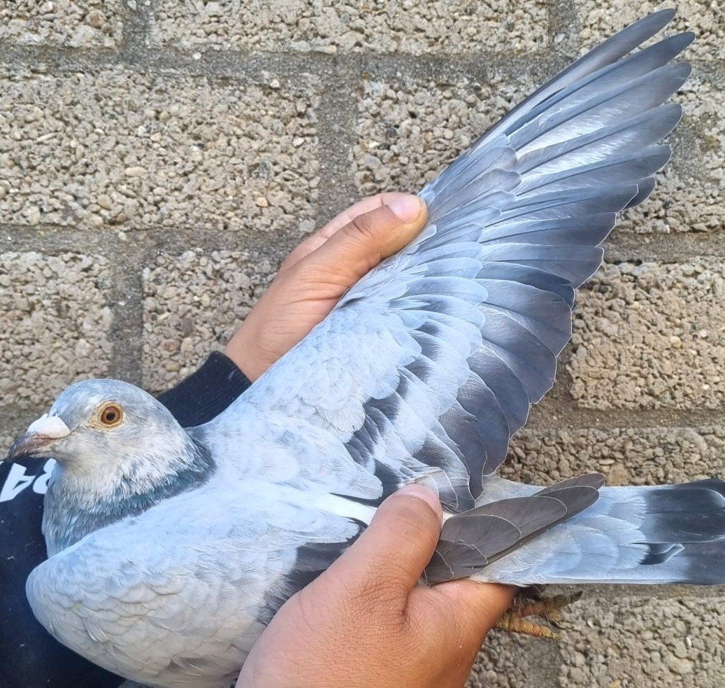 pigeon de course Super consanguin « Kleine Dirk », Pigeon voyageur