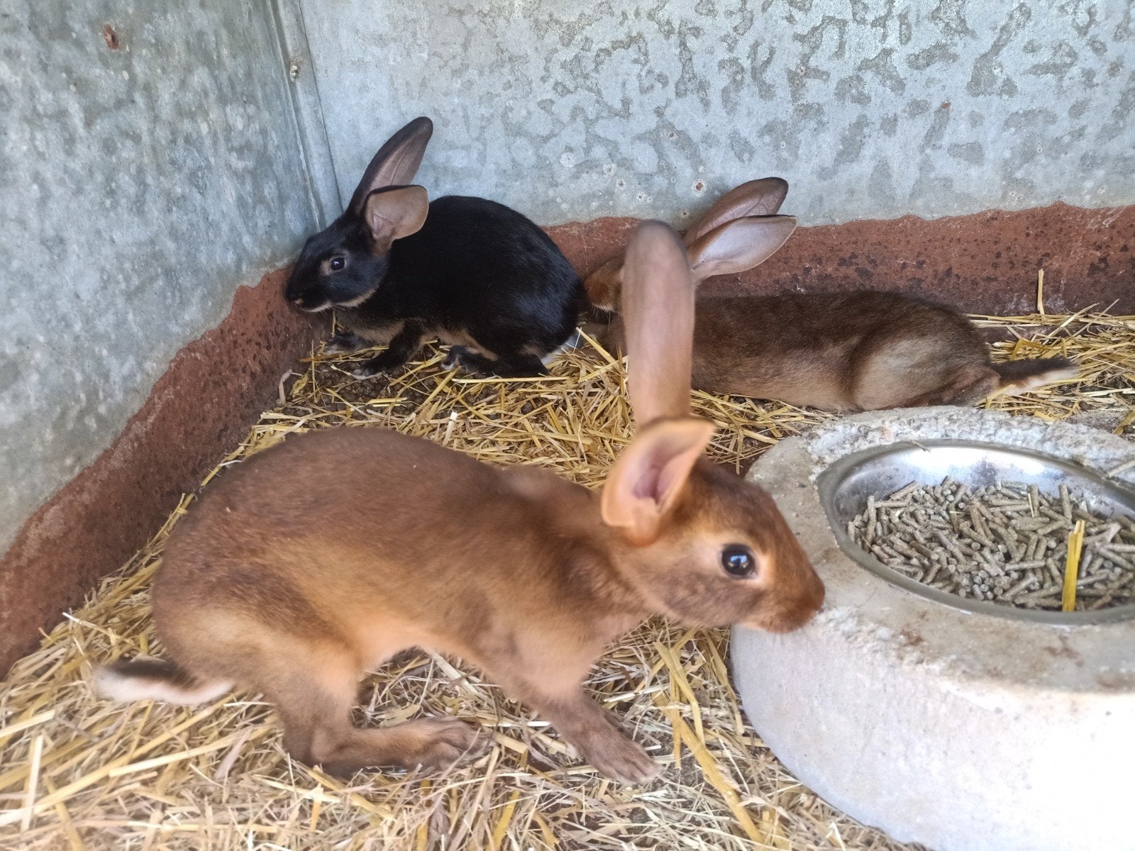 Belgische haaskonijnen, Animaux & Accessoires, Lapins