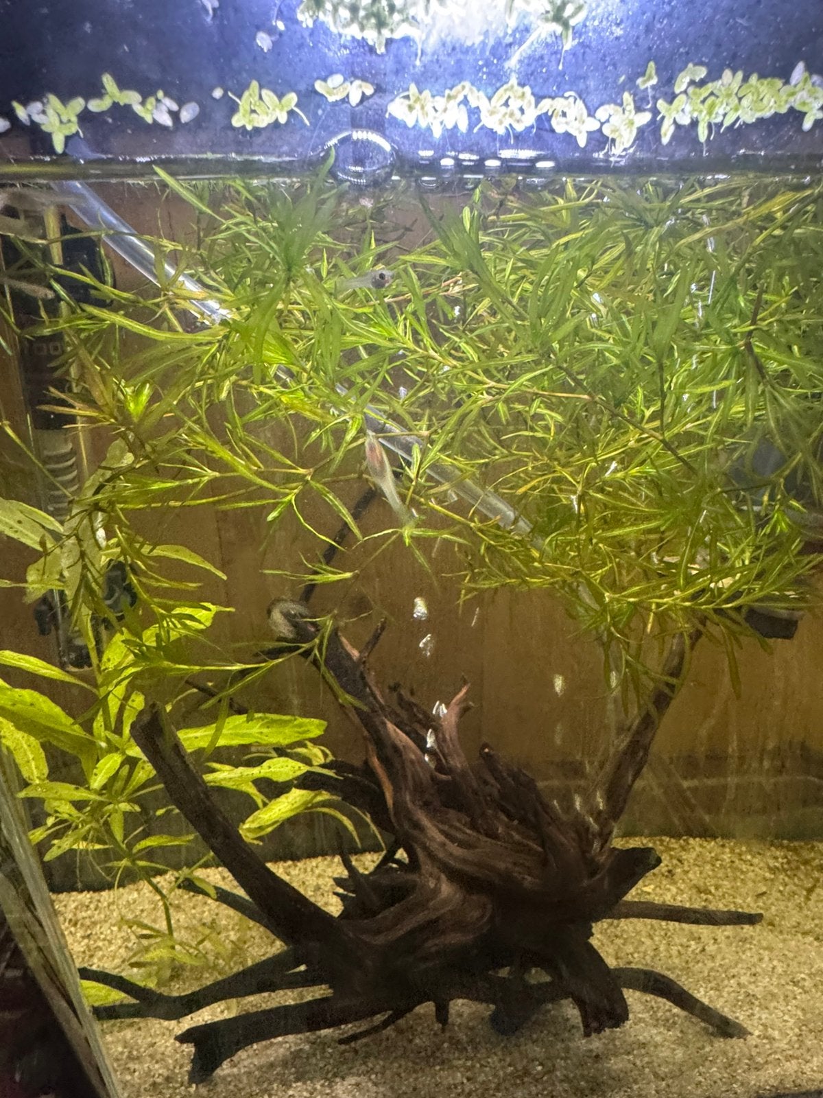 Baby endler guppys, Dieren en Toebehoren