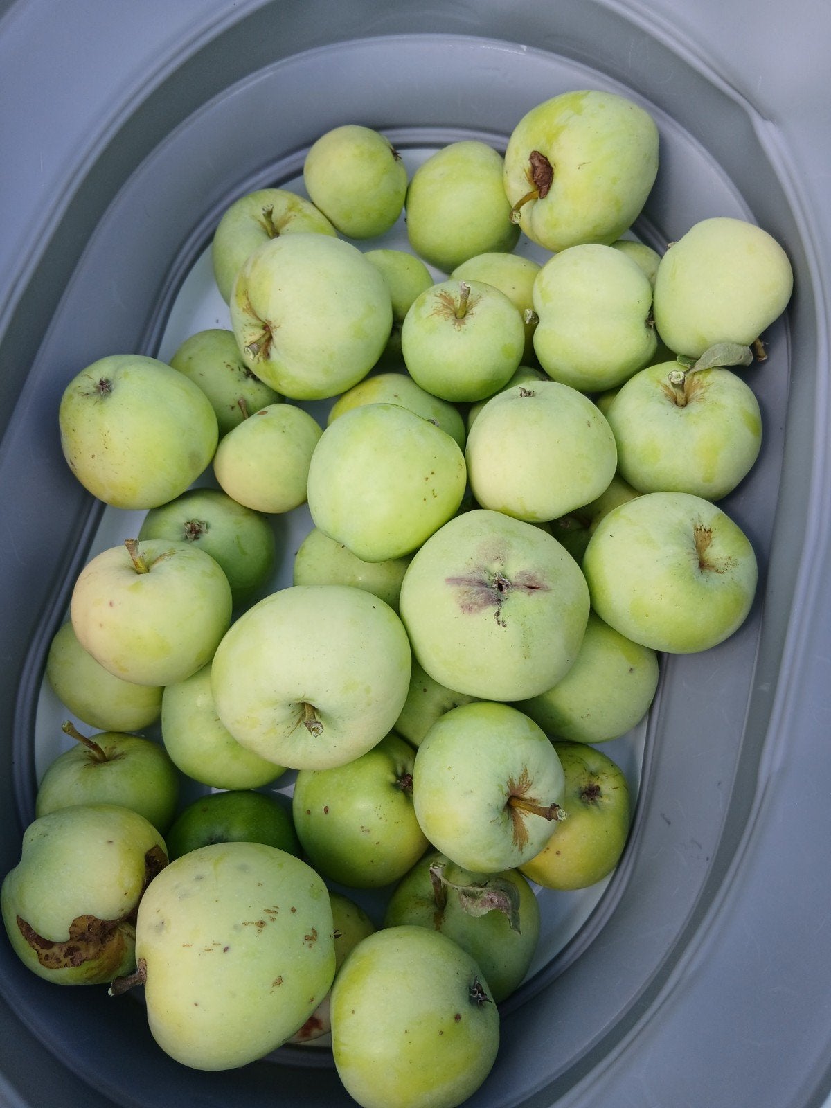 Groene appelboom, Tuin en Terras, Planten | Tuinplanten, Ophalen