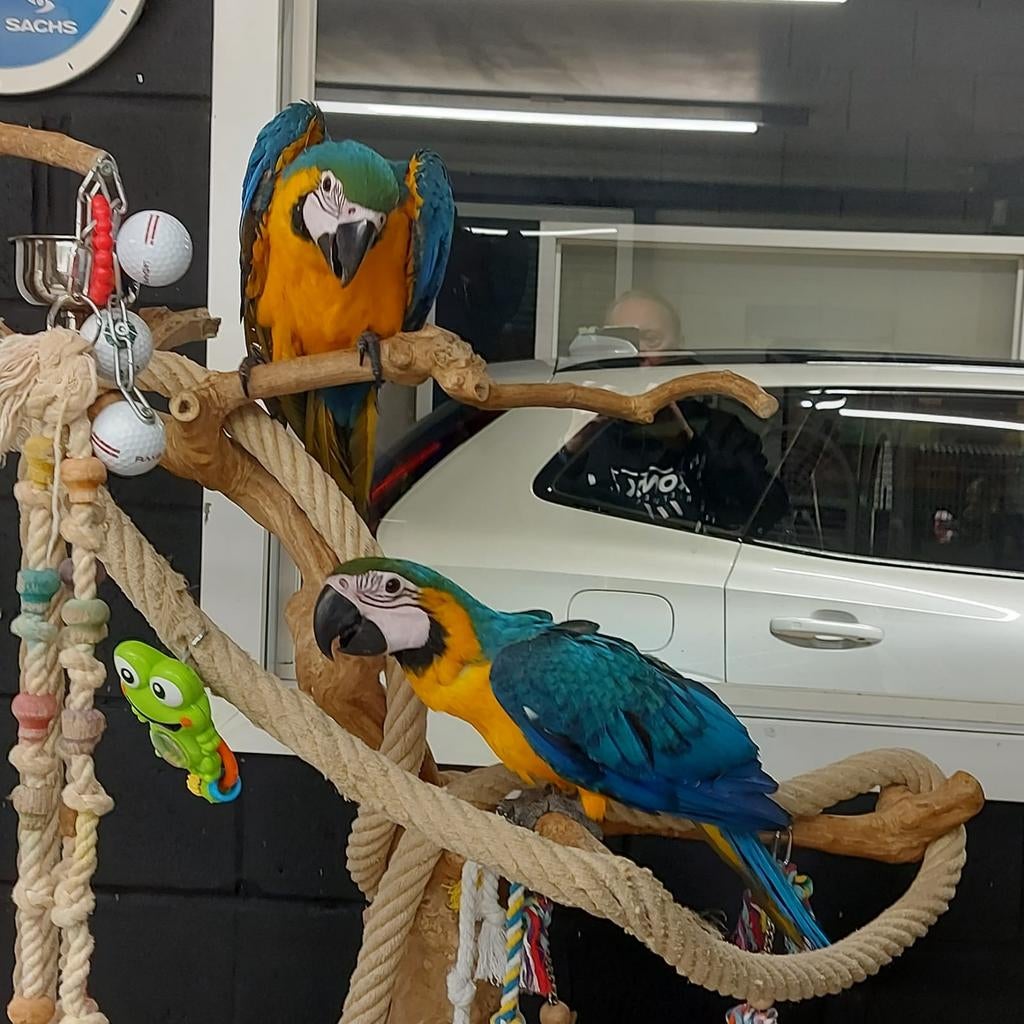 Jonge handtamme blauw gele Ara's, met DNA en getest op alle, Dieren en Toebehoren, Vogels | Parkieten en Papegaaien, Geringd
