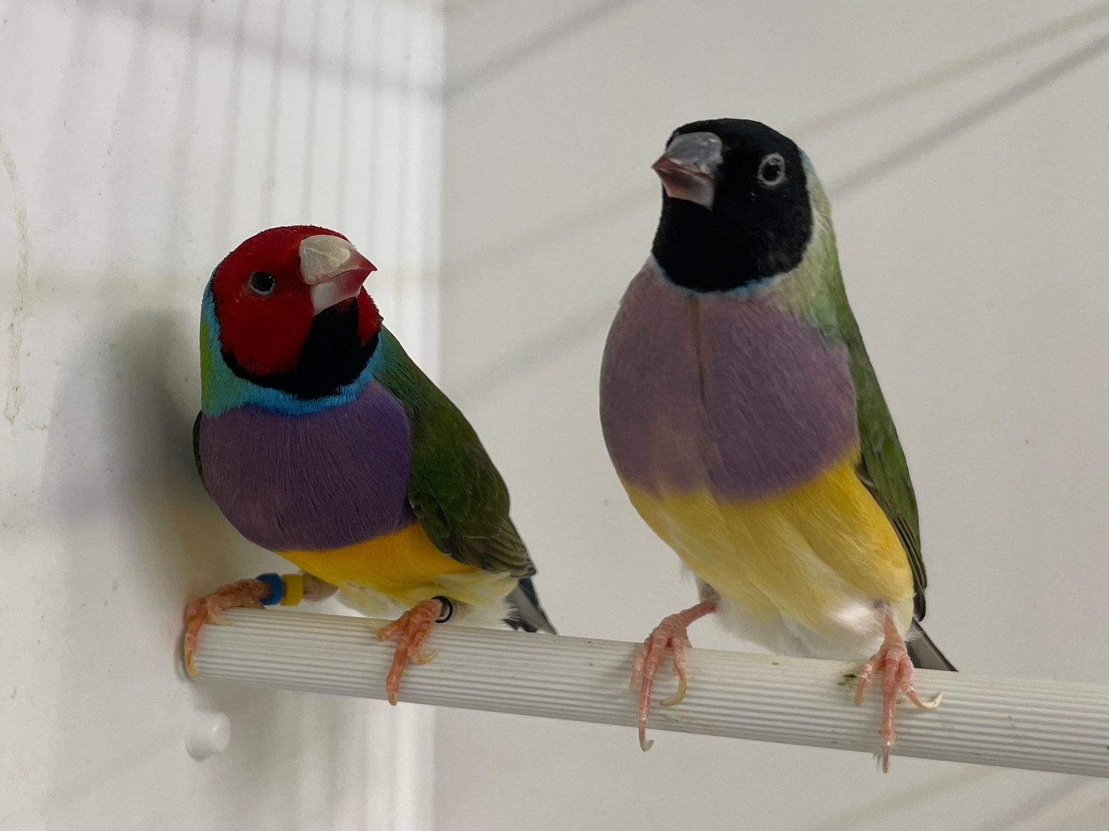 Gouldamadine, Dieren en Toebehoren, Meerdere dieren, Tropenvogel