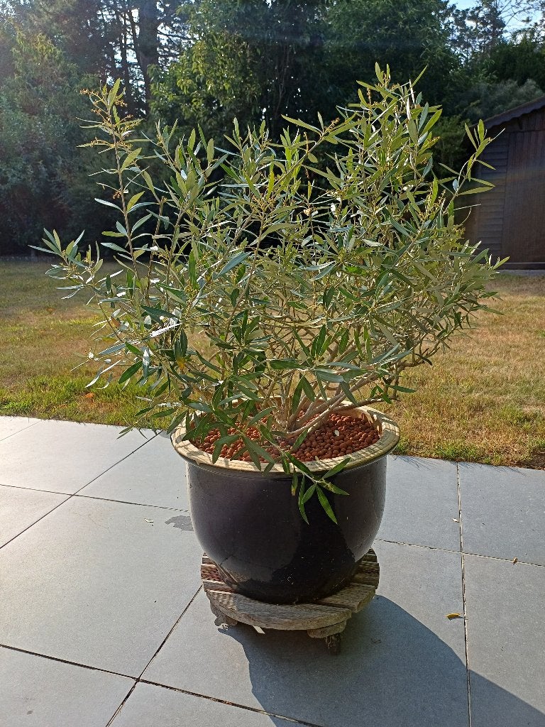 Keramiek bloempot 50 cm diameter 32 H gaaf incl olijfboom, Tuin en Terras, Ophalen, 40 cm of meer, Rond, Zo goed als nieuw