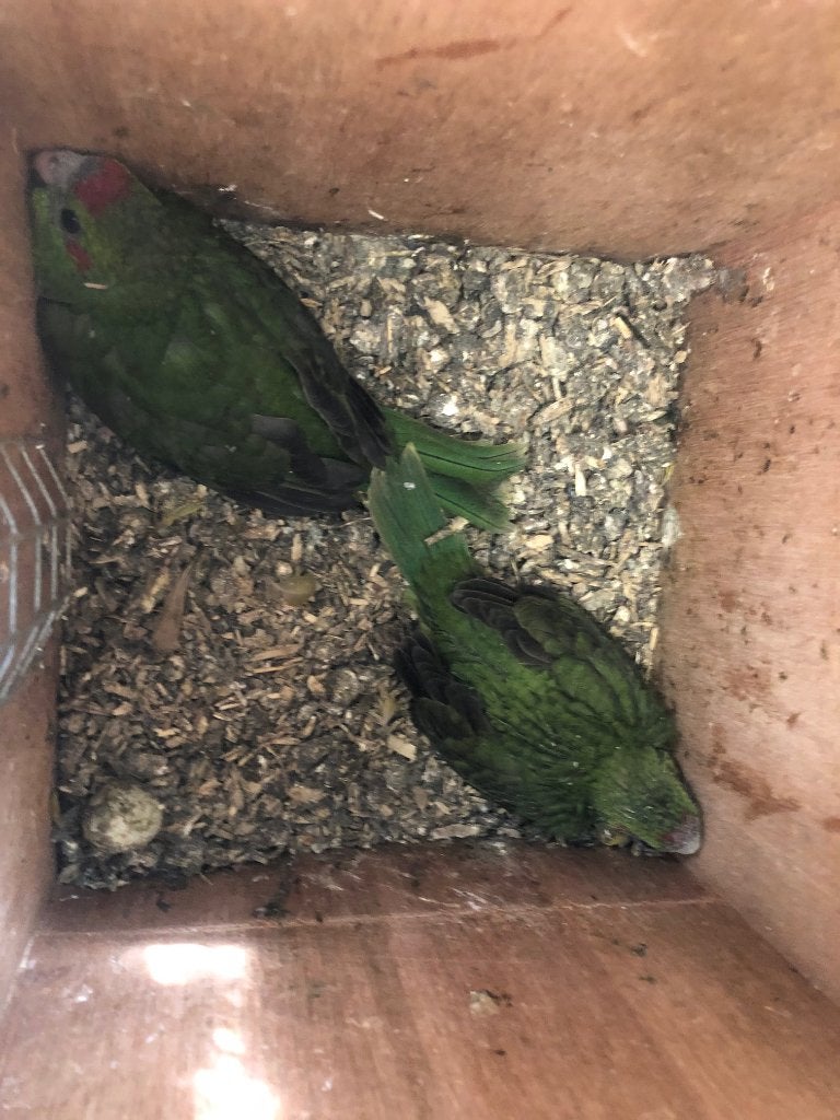 jonge kakarikies om tam te maken, Dieren en Toebehoren, Vogels | Parkieten en Papegaaien, Parkiet, Meerdere dieren, Geringd