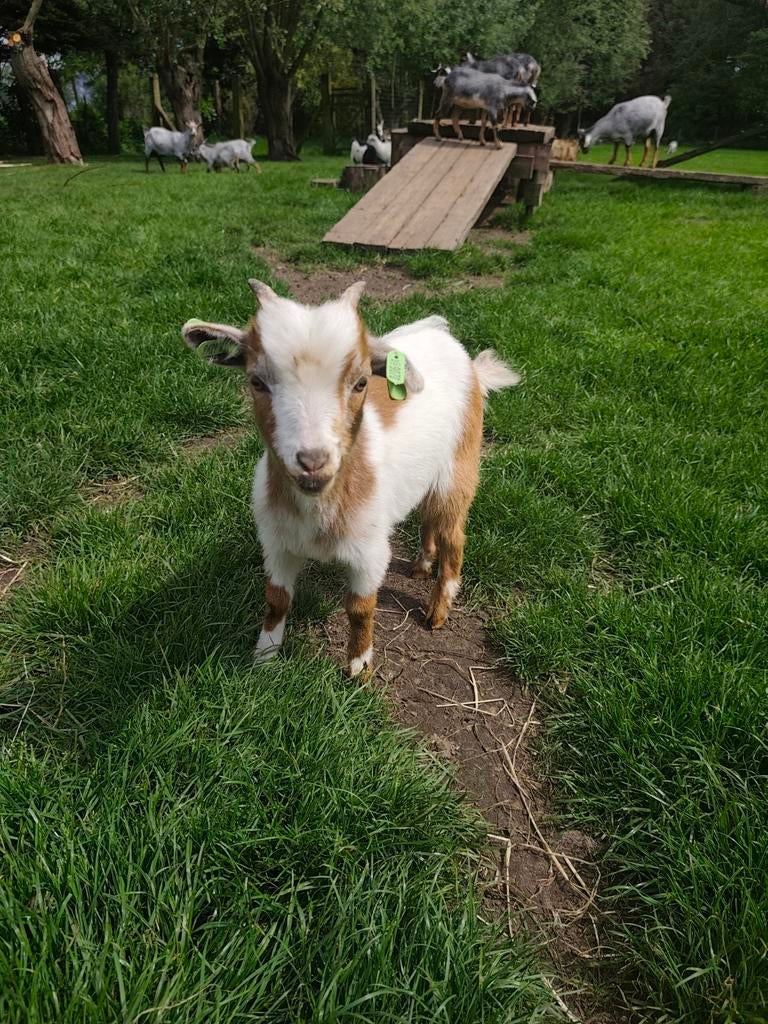 Tamme dwerggeit bokje, Dieren en Toebehoren, Mannelijk, Geit, 0 tot 2 jaar