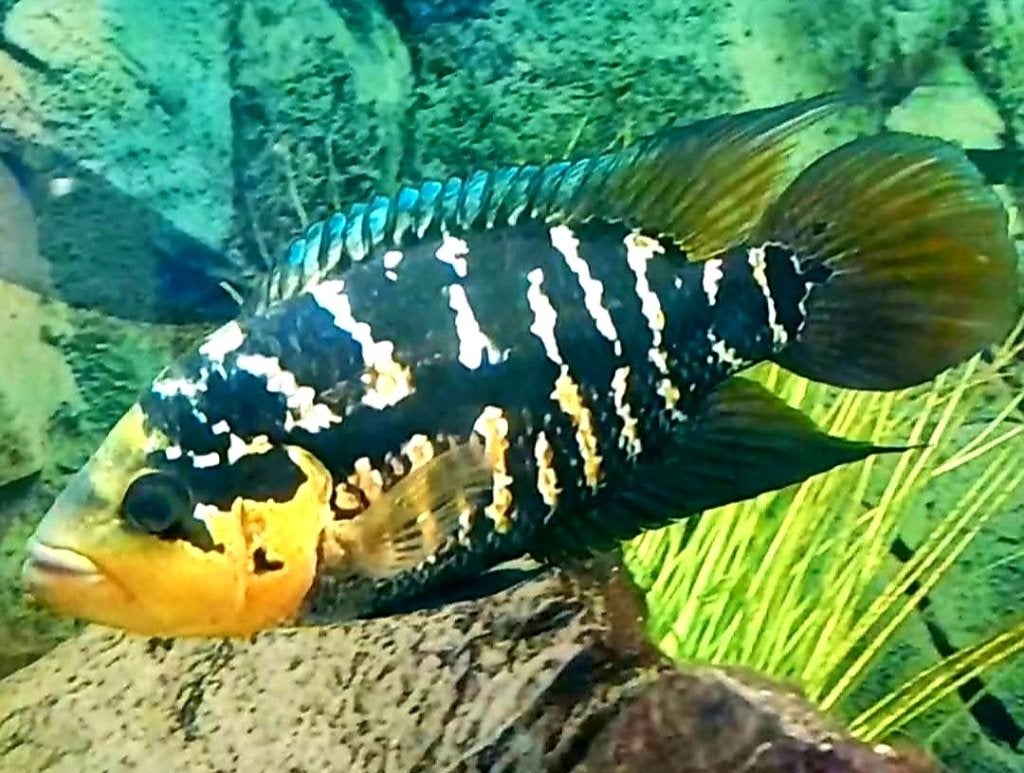 Aquariumvissen, Animaux & Accessoires, Poissons | Poissons d'aquarium, Poisson, Poisson d'eau douce